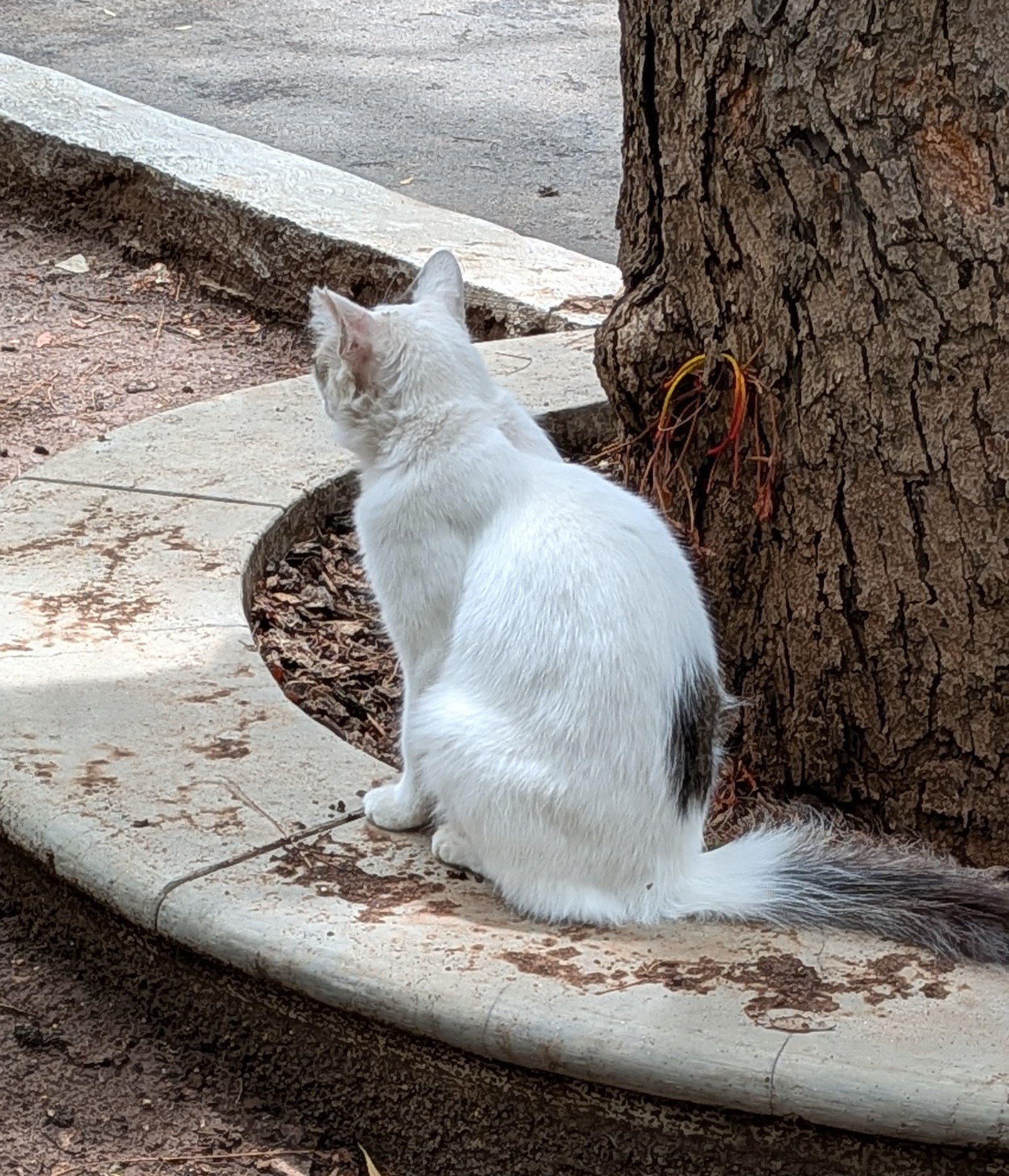 boka from behind